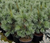 Pinus flexillis 'Vanderwolf's Pyramid' - Den - 2