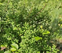 Spiraea x cinerea 'Grefsheim' - Spierstruik  'Grefsheim' - 1