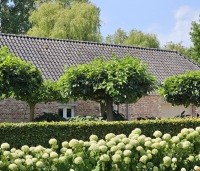 Hydrangea arborescens 'Annabelle'  - Amerikaanse Hortensia 'Annabelle' - 1