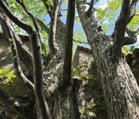 Cercidiphyllum japonicum  - Katsuraboom - brede meerstammige kroon bij deze veterane koekjesboom