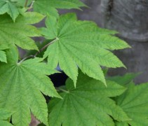 Acer japonica 'Vitifolium'