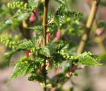 Acer Rufinerve