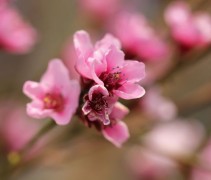 Prunus persica 'Amsden'