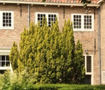 Taxus baccata 'Fastigiata Aurea' toepassing