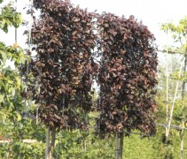 Leivorm Prunus 'Nigra' meerjarig geleid