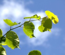 Tilia x europaea blad