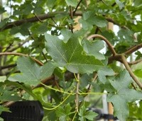 Acer monspessulanum - Franse esdoorn, Montpelier-esdoorn. - 3