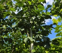 Tilia x flavescens 'Glenleven' - Linde - 4