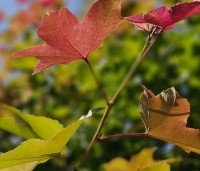 Liquidambar formosa 'Ellen' - Speciale amberboom met Aziatische roots - 3