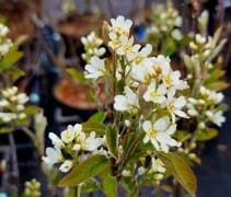 Amelanchier spicata