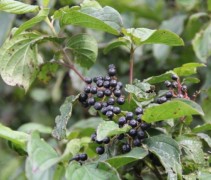 Cornus Sanguinea