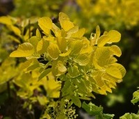 Cotinus Golden Spirit - Geelbladige pruikenboom - 1