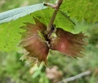 Corylus avellana 'Rode Zellernoot' - Rode hazelnoot  - 1