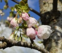 Prunus serrulata 'Shirotae' - Japanse Sierkers - 1