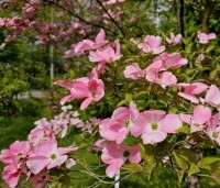 Cornus florida 'Cherokee Chief' - Veelbloemige kornoelje 'Cherokee Chief' - 6