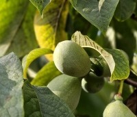 Asimina triloba - Pawpaw - 6