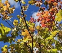 Acer plat. 'Princeton Gold' - Acer plat. 'Princeton Gold' - najaar