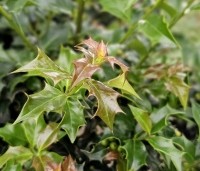Ilex aquipernyi 'Dragon Lady' - Hulst 'Dragon Lady' - 2