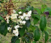 Syringa pekinensis 'Gimborn's China Pearl' - Chinese sering 'Gimborn's China Pearl' - 4