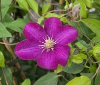 Clematis 'Piilu' - Bosrank 'Piilu' - 1