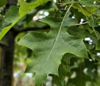 Quercus palustris - Moeraseik - 1