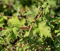 Stephanandra incisa 'Crispa' - Kransspirea - 1