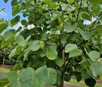 Cercis siliquastrum - Judasboom - 2