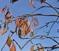 Prunus serrulata 'Kiku-shidare-zakura' - Japanse sierkers 'Kiku-shidare-zakura' - 1