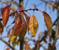 Prunus serrulata 'Kiku-shidare-zakura' - Japanse sierkers 'Kiku-shidare-zakura' - 3