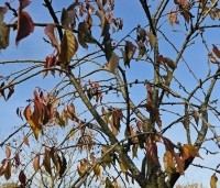 Prunus serrulata 'Kiku-shidare-zakura' - Japanse sierkers 'Kiku-shidare-zakura' - 2