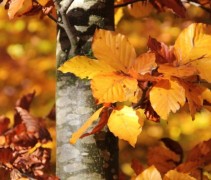 Fagus sylvatica