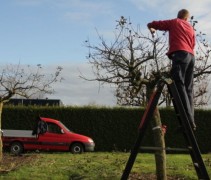 Malus domestica 'Elstar' snoeiwerk boomspecialisten Ten Hoven Bomen