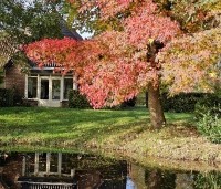 Liquidambar styraciflua - Amberboom - 4