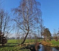 Betula pendula - Ruwe berk - 9