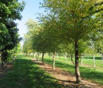 Betula Nigra op onze boomkwekerij Ten Hoven te Apeldoorn