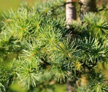 Cedrus deodara Robusta Glauca