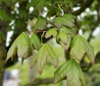 Acer campestre 'Red Shine' - Veldesdoorn - 1