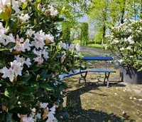 Rhododendron 'Cunningham's White' - Rododendron - 2