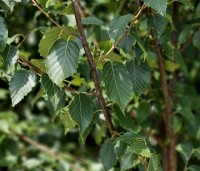 Betula albosinensis 'Fascination' - Zilverberk 'Fascination' - 7