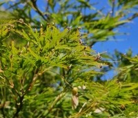 Acer palmatum 'Dissectum' - Japanse esdoorn 'Dissectum' - 3