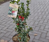 Ilex meserveae 'Heckenfee' - Hulst 'Heckenfee' - 1