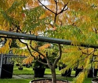 Rhus typhina 'Tiger Eyes' - Fluweelboom 'Tiger Eyes' - meerstammig okt
