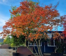 amelanchier lamarckii