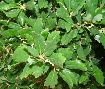Quercus x turneri 'Pseudoturneri' blad
