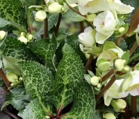 Helleborus niger - Kerstroos - CULTIVAR op aanvraag:  Helleborus Moondance