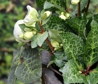 Helleborus niger - Kerstroos - CULTIVAR op aanvraag:  Helleborus Moondance