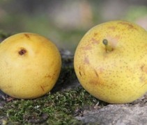 Pyrus pyrifolia 'Hosui'  Nashi peer