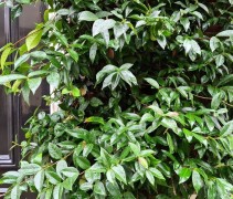 Clematis Armandii