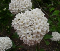 Viburnum carlesii