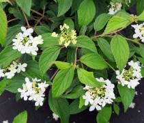 Viburnum plicatum 'Watanabe'